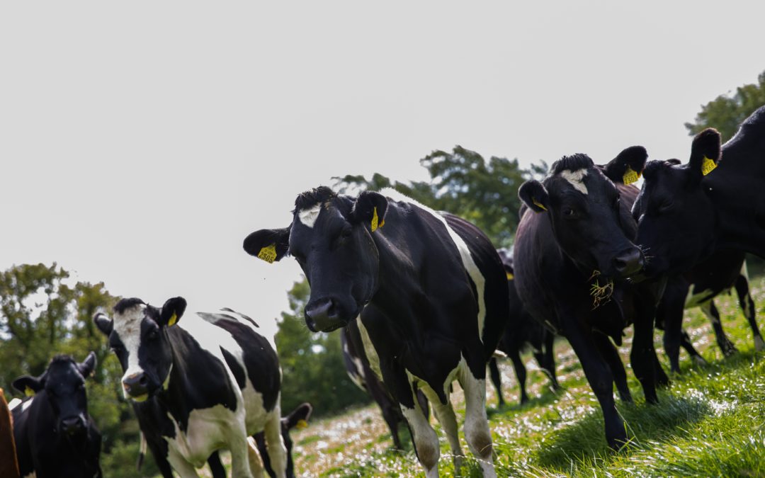 Grass Fed Irish Dairy Cows