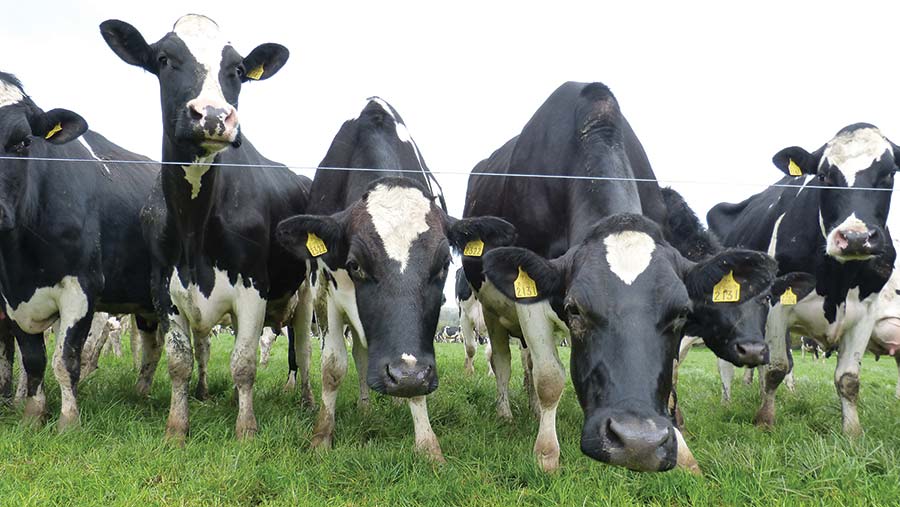 Irish Dairy Farming (Spring)