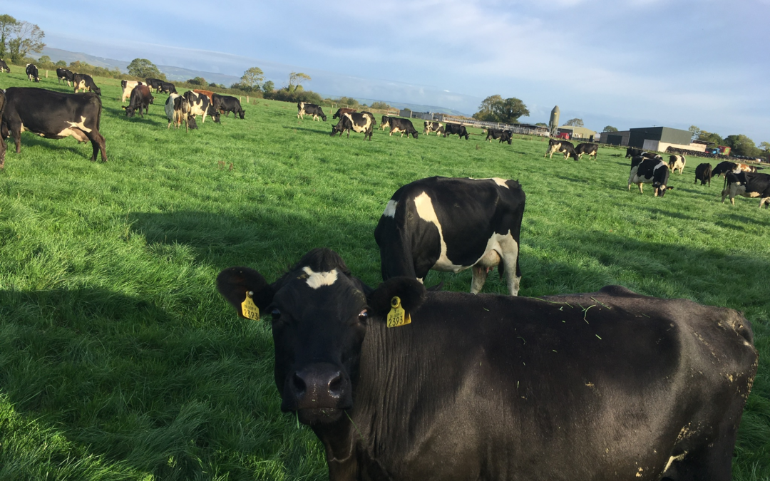 Irish Dairy Farming (Autumn)