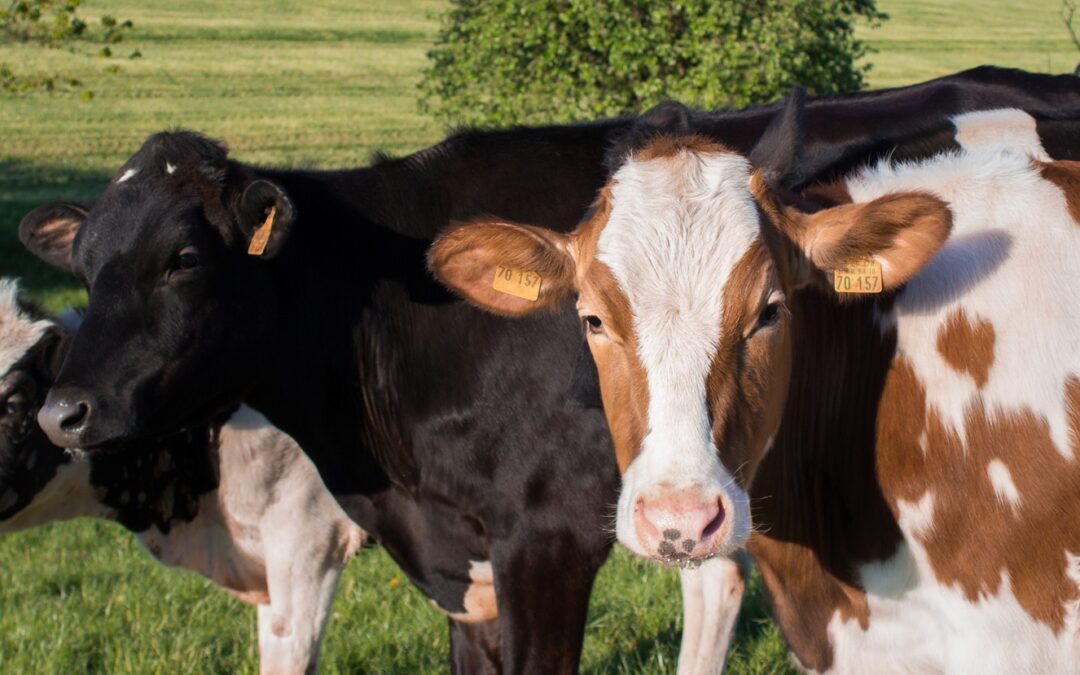 Grass-Fed Cows vs Corn Fed Cows